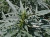 2010Grow 020.jpg