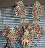 46daysflowering.jpg