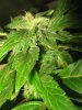 G.G clone budsite sugar.jpg