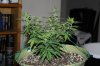 Day 22-01 of flowering 015.jpg