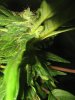 G.G clone side bud maturing.jpg