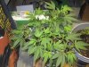 Top of 1st LST Banana Kush Sept 10th.jpg