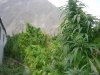 pakistan_ganja1.jpg