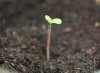 seedling1.jpg