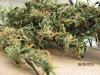 SkunkHazebuds003.jpg