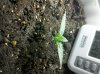 Plant 1 Day 3.jpg