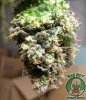 purp_d49_bud_03.jpg