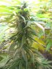 new weed pics 015.JPG