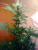 home-grown-legal-medicine-2.jpg