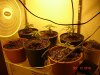 19 days from seed.jpg