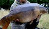 1017678993-anglers-reeling-monster-carp-s-death.jpg