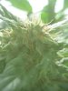 G.G clone budsite cinnamon n THC.jpg