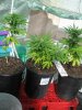 GDP family transplanted growing up green.jpg