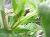 092010 First Hairs on middle plant.jpg