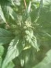 G.G clone budding well.jpg