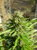 Medical Grow 028.jpg