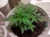 Plant 2 Day 19.jpg