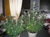 week 3 flowering 002.jpg