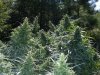 2010Grow 043.jpg