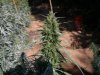 2010Grow 028.jpg