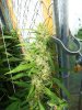 grow pics9-24 006.jpg