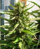 grow pics9-24 005.jpg