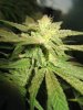 Big blue little bud getting bigger.jpg