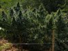 2010Grow 008.jpg