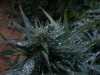 2010Grow 019.jpg