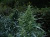 2010Grow 022.jpg