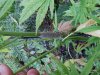 grey powder mildew on plants.jpg