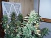 36 Days of flowering 005.jpg