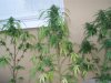 36 Days of flowering 014.jpg