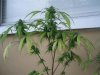 36 Days of flowering 011.jpg