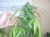 36 Days of flowering 012.jpg