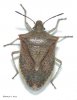 brown_stink_bug_adult.jpg