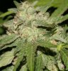 Purple_Kush_3_092910.JPG