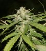 Purple_Kush_1_092910.JPG