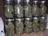 Jar o'buds  (800x600).jpg