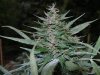 2010Grow 002.jpg