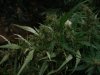 2010Grow 008.jpg