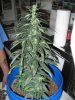 4-13week5flower.jpg