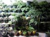 growroom3..jpg