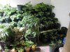 growroom4..jpg