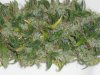 PPPf Harvest bigger plant closeupbud.JPG