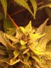 frosrty low ryder easy ryder week 5 flowering.jpg