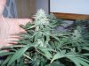 36 Days of flowering 006.jpg