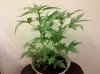 Plant 2 Day 30 pic 2.jpg