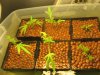 newly rooted clones (1 week).jpg