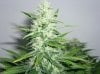 early skunk 39 days flower 005.JPG